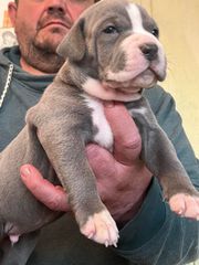 Pitbulll