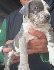 Pitbulll