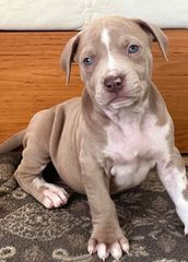 Pitbulll