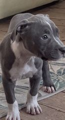 Pitbulll