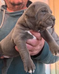 Pitbul