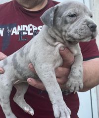 Pitbul-thumb-1