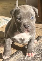 Pitbullll