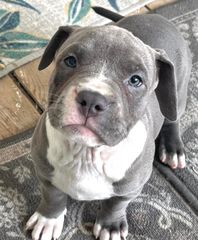 Pitbullll