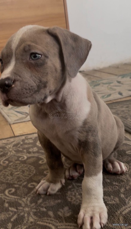 Pitbullll