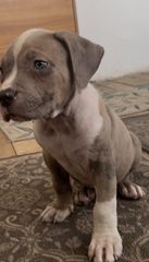 Pitbullll