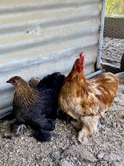 ΚΟΤΕΣ ΝΑΝΟΙ