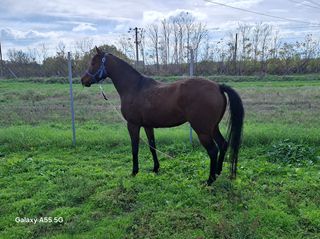 Πωλείται φοράδα