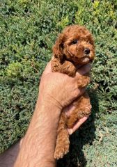 Poodle ροδάκινο