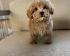 Μαλτέζ Μάλτιπου (Maltipoo