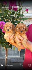 Poodle