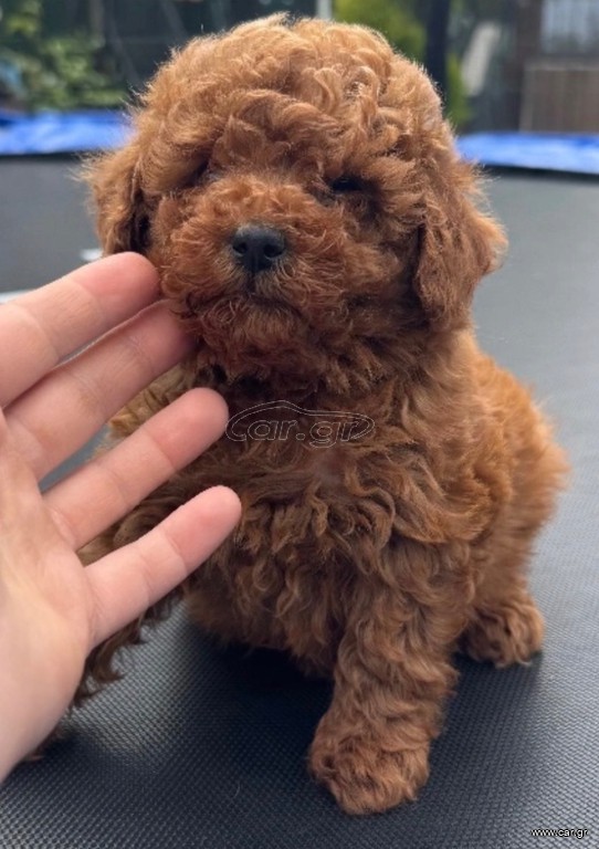 Poodle