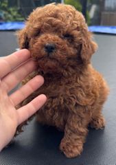 Poodle