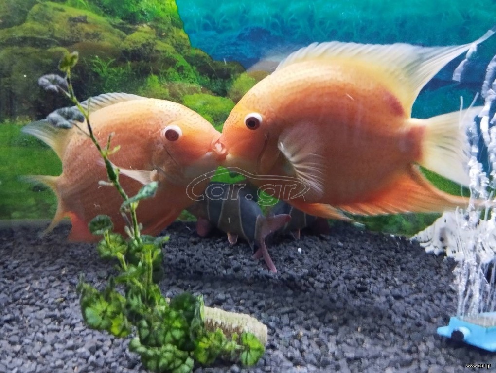 Severum ζευγάρι 2,5 ετων