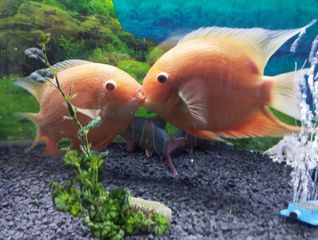 Severum ζευγάρι 2,5 ετων