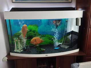 Severum ζευγάρι 2,5 ετων-thumb-1