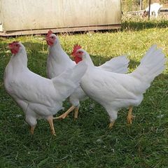 Πωλουνται κοτες αυγοπαραγωγης Λεγκορν