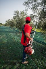 Δονητές Συλλογής Καρπών Cifarelli 2025 ΔΟΝΗΤΗΣ ΕΛΙΑΣ CIFARELLI SC904R