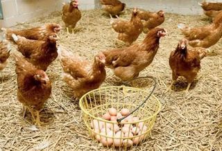 Κότες και κοκόρια