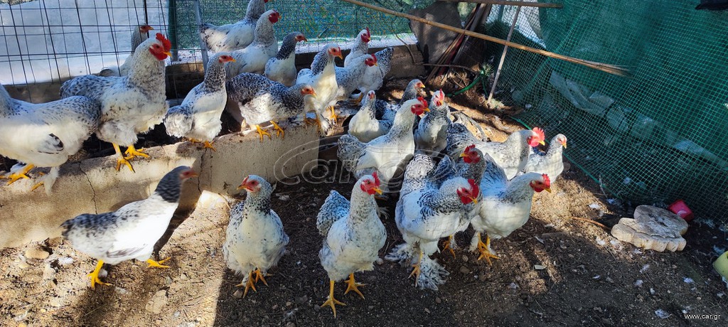 Κοκόρια Mini Brahma