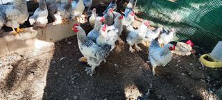 Κοκόρια Mini Brahma-thumb-1