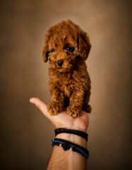 Poodle toy pedigree trace control
