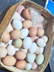 Φρέσκα αυγά αγροκτήματος