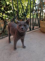 Χαρίζεται ο Γιόρεκ