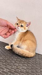 Γατάκια Scottish fold-thumb-1