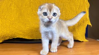 Γατάκια Scottish fold