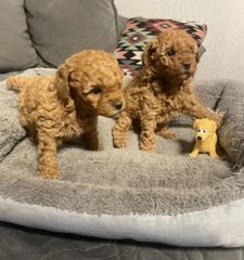 Poodle Κανίς μόκα