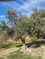 3 Αιωνόβια Ελαιόδεντρα