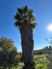 δέντρο-thumb-1