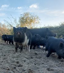 Γουρουνάκια βιετναμ