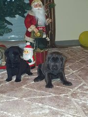 Κάνε κορσο cane corso