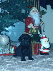 Κάνε κορσο cane corso-thumb-1