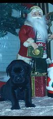 Κάνε κορσο cane corso-thumb-2