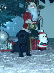 Κάνε κορσο cane corso-thumb-3