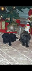 Κάνε κορσο cane corso-thumb-4