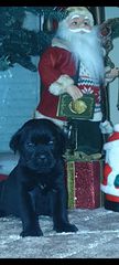 Κάνε κορσο cane corso-thumb-5