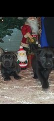Κάνε κορσο cane corso-thumb-6