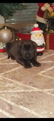 Κάνε κορσο cane corso-thumb-7