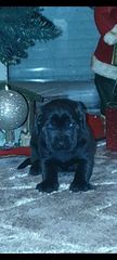 Κάνε κορσο cane corso-thumb-8