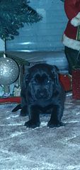 Κάνε κορσο cane corso-thumb-9