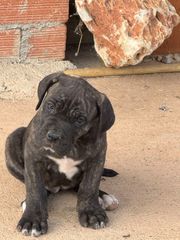 Κάνε κορσο cane corso-thumb-10