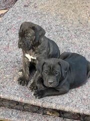 Κάνε κορσο cane corso-thumb-11