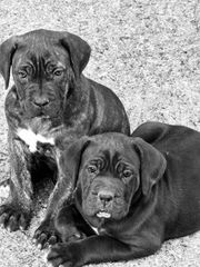 Κάνε κορσο cane corso-thumb-12