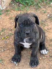 Κάνε κορσο cane corso-thumb-13