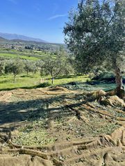 ΦΕΤΙΝΟ ΟΡΕΙΝΟ ΑΓΟΥΡΕΛΑΙΟ 13 ΝΟΕΜΒΡΙΟΥ ΜΑΖΕΜΑ ΕΞΑΙΡΕΤΙΚΟ ΠΑΡΘΕΝΟ 6,5ΕΥΡΩ