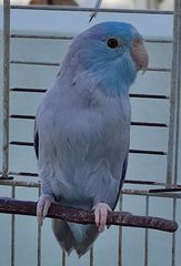 Blue Pacific Parrotlet
